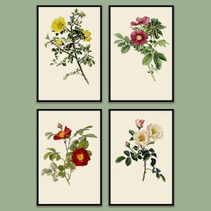 Traditional British Rose Botanical Illustrations by Alfred Parsons