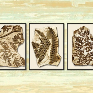 Fossilized Fern Fronds Antique Botanical Prints.