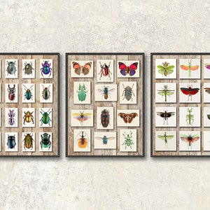 Insect Collections of Various Insects, Beetles, and Grasshoppers and Mantises Scientific Illustrations
