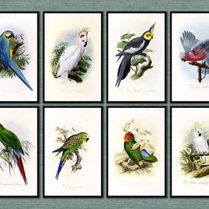 Parrots and Cockatoos Zoological Print Set