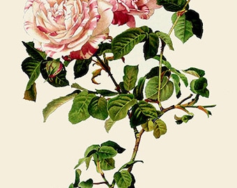 il_340x270.2325234851_ka5a.jpg