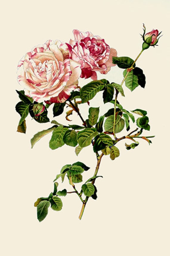 Traditional British Rose Botanical Illustrations by Alfred Parsons