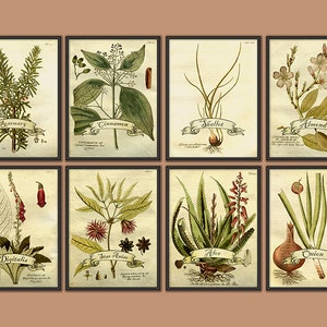German Medicinal Plant Drawings from the Eighteenth Century