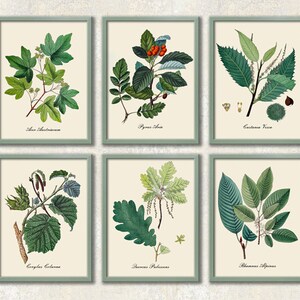 May include: Six vintage botanical illustrations of different types of trees. Each illustration features a branch with leaves and a scientific name label. The illustrations are printed on a cream-colored background.
