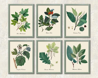 Tree Leaf Identification Botanical Prints