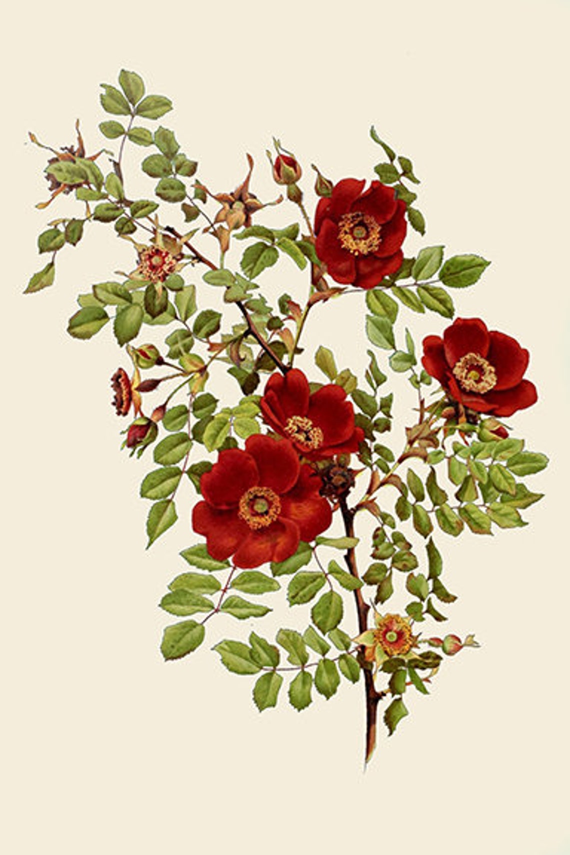 Traditional British Rose Botanical Illustrations by Alfred Parsons - Etsy
