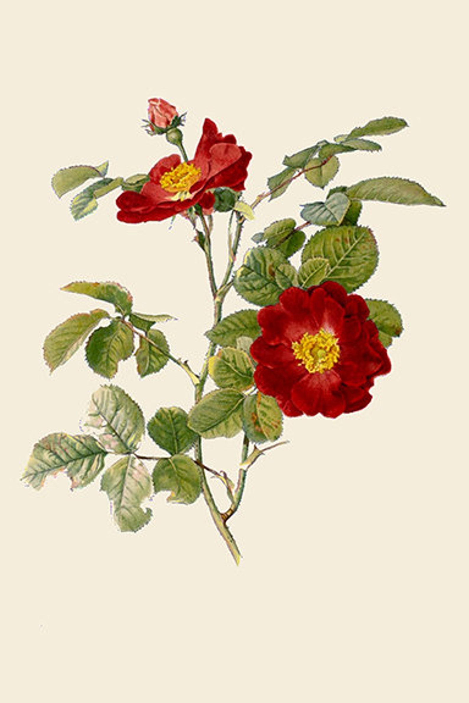 Traditional British Rose Botanical Illustrations by Alfred Parsons - Etsy