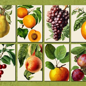 Everyday Fruit Botanical Illustrations From Historical Sources, Antique ...