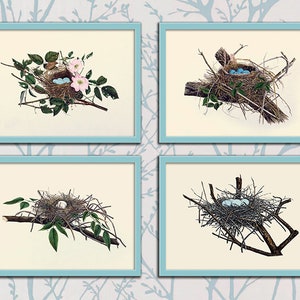 Bird Nests with Eggs Illustration Set