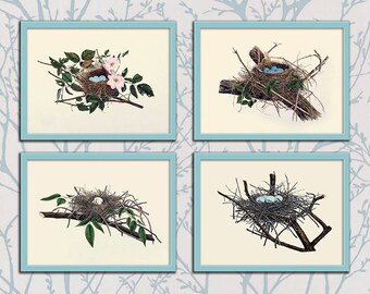 Bird Nests with Eggs Illustration Set