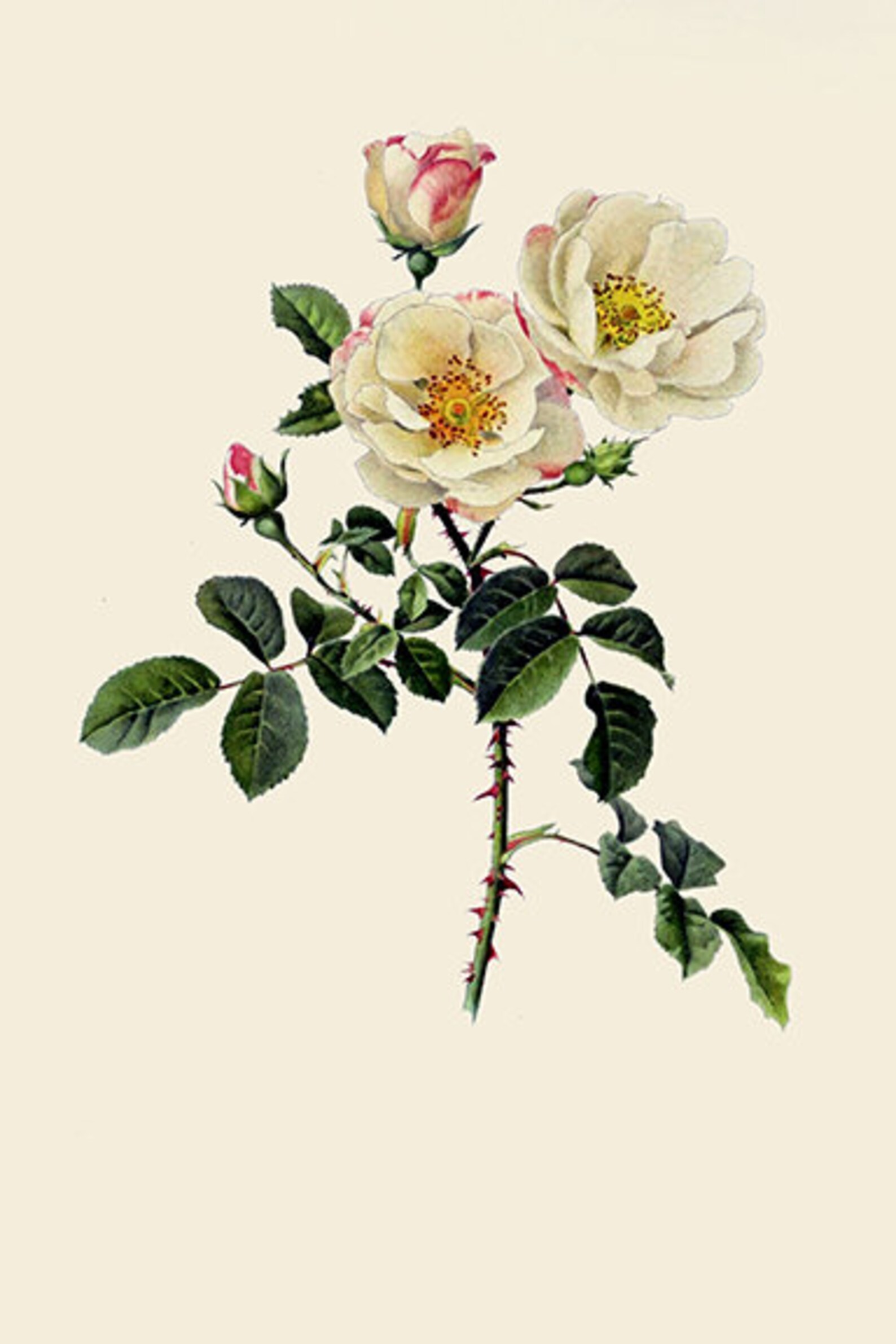 Traditional British Rose Botanical Illustrations by Alfred Parsons - Etsy
