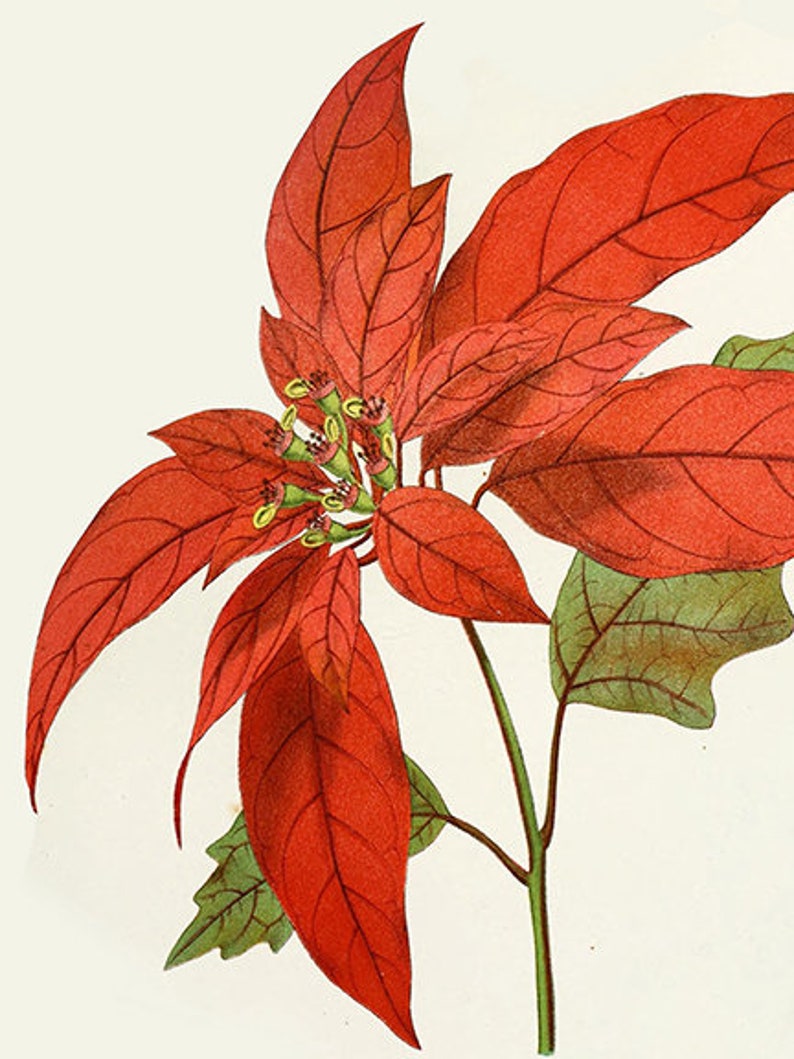 Christmas Botanical Prints - Etsy