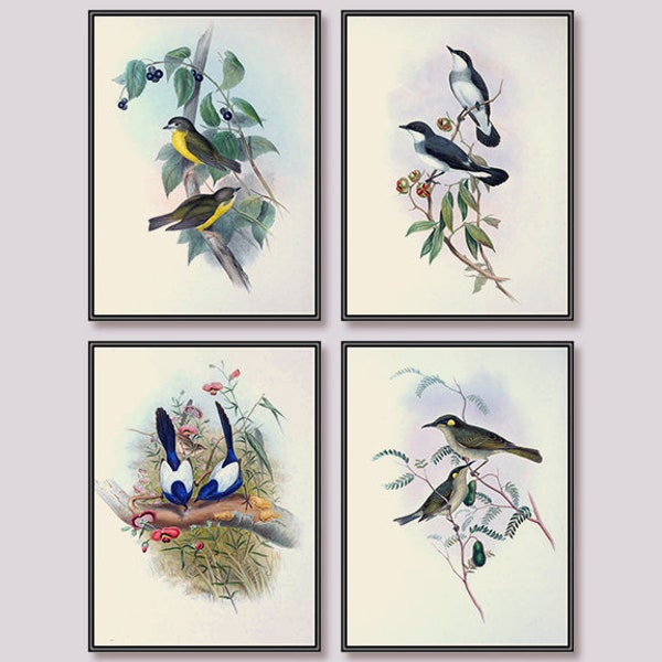 Songbird Illustration Traditional Botanical Prints