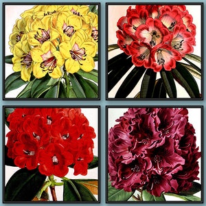 Rhododendron Botanical Illustrations