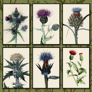 Thistle Botanical Print Set