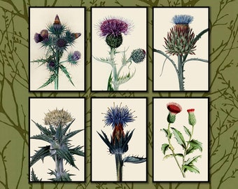 Thistle Botanical Print Set