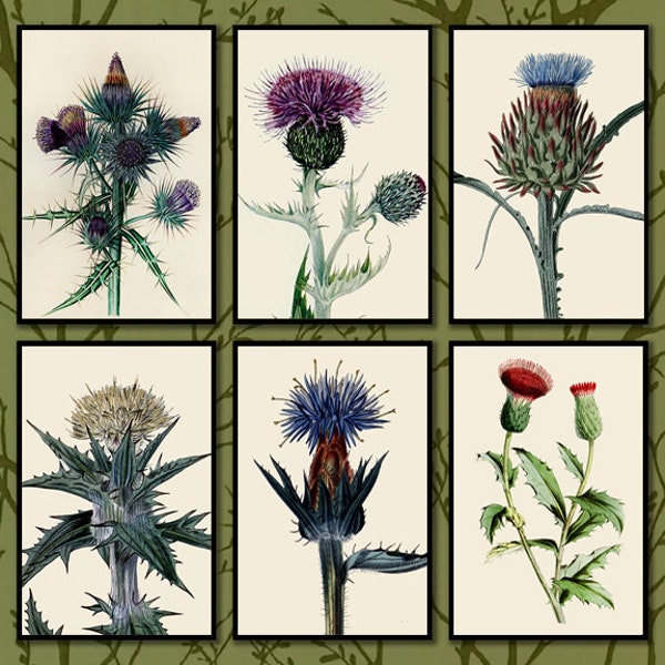Thistle Botanical Print Set