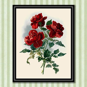 Classic Rose Botanical Prints