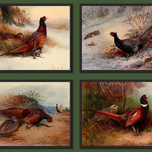 Pheasant Varieties Zoological Illustration Set