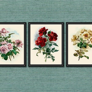 Classic Rose Botanical Prints