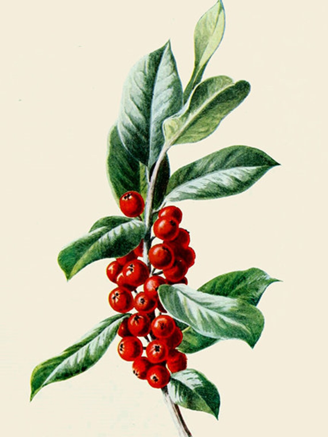 Christmas Botanical Prints - Etsy