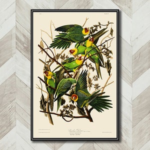 John James Audubon Bird Print Illustrations Plate 26