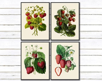 Strawberry Botanical Illustrations Wall Art for the Living Room