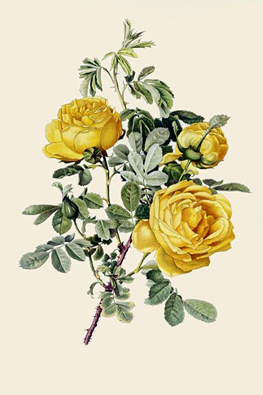 Traditional British Rose Botanical Illustrations by Alfred Parsons