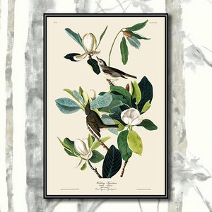 John James Audubon Bird Print Illustrations Plate 118