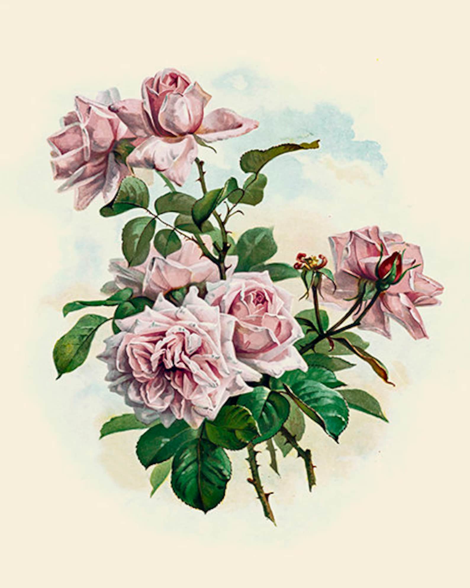 Classic Rose Botanical Prints | Etsy