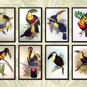Toucan Zoological Print Set
