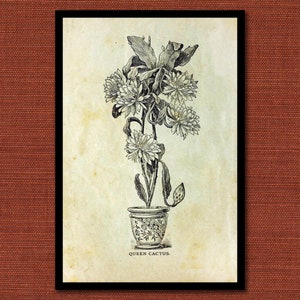 Queen Cactus Botanical Line Drawing Print