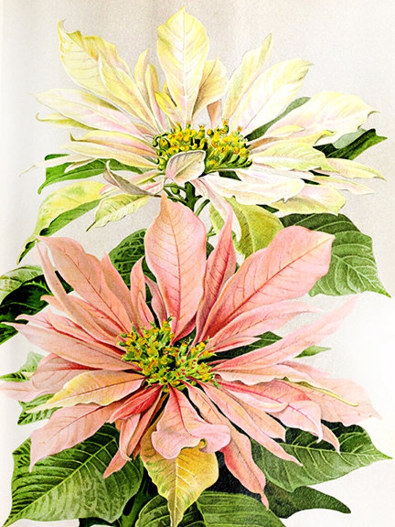 Christmas Botanical Prints - Etsy