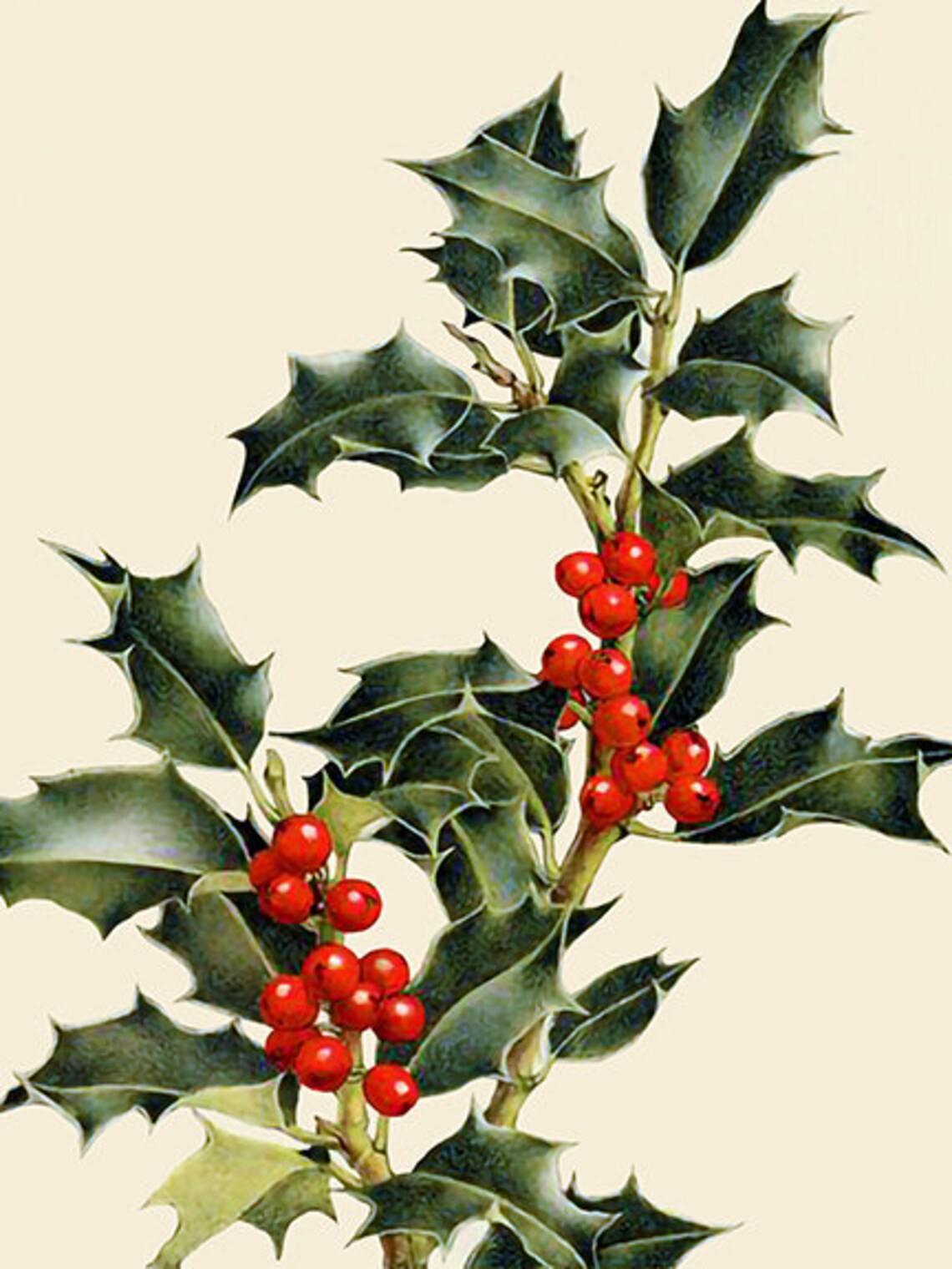Christmas Botanical Prints | Etsy