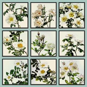 Old White Rose Botanical Illustrations