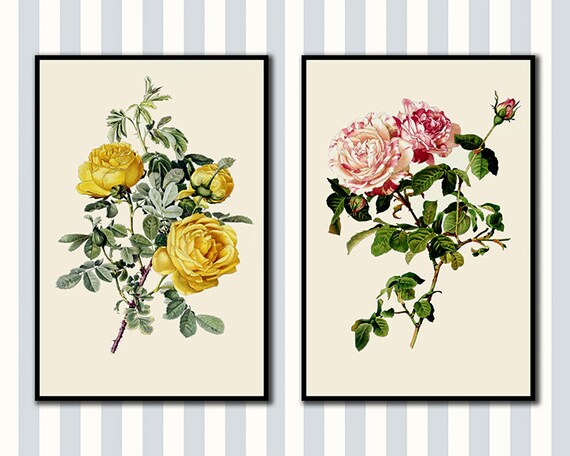 Traditional British Rose Botanical Illustrations by Alfred Parsons