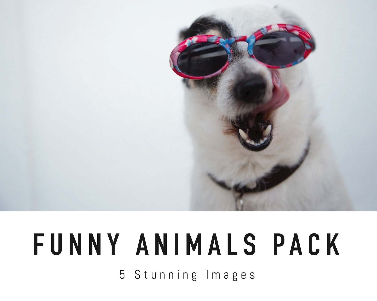 Funny Animals Zoom Background Pack 5 Virtual Background Images for Zoom