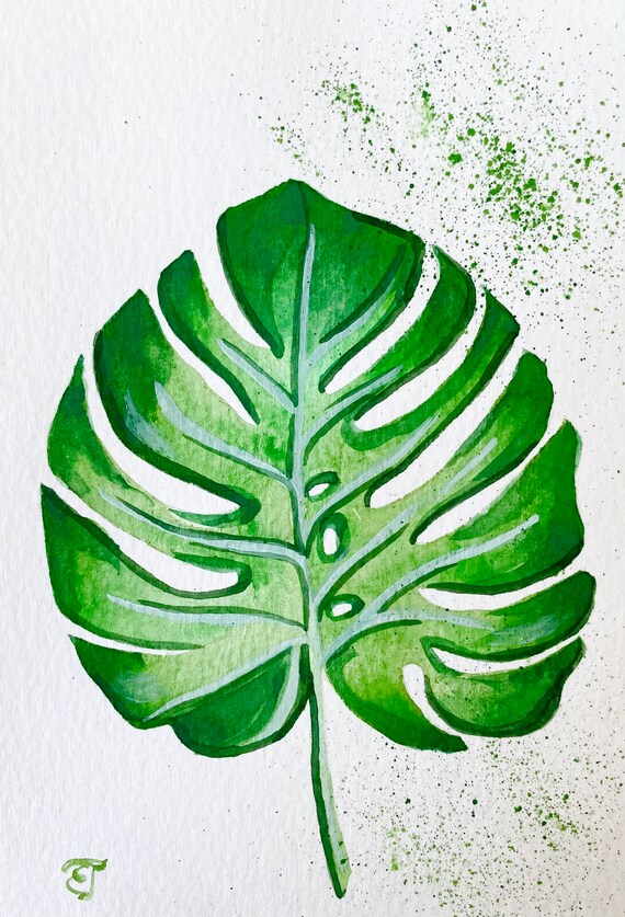 philodendron arrow Philodendron subhastatum - Arrow-Leaf Climbing Aroid