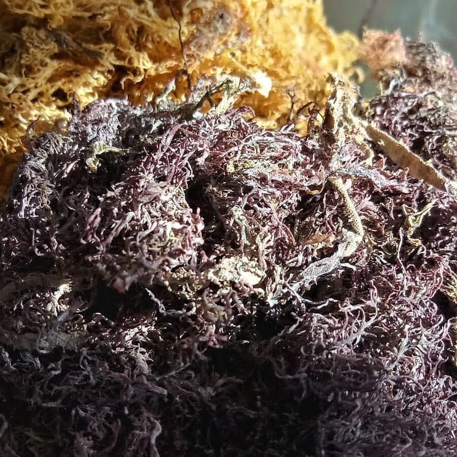 Wholesale Purple Sea Moss 3lbs Wildcrafted Sea Moss from Etsy
