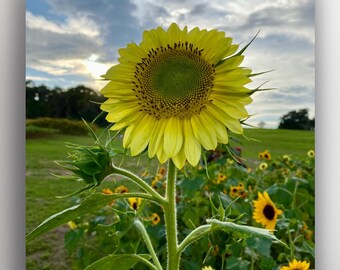 A Yellow Sunflower in a Cloud Filled Sky Square Photo Print
