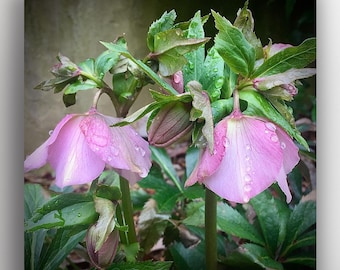 Pink Lenten Rose Nature Photograph Square Format