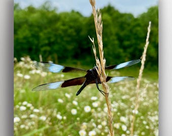 A Dragonfly Square Photo Print