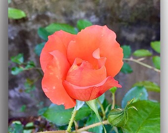 Square Photo Print of a Budding Peach Rose Flower