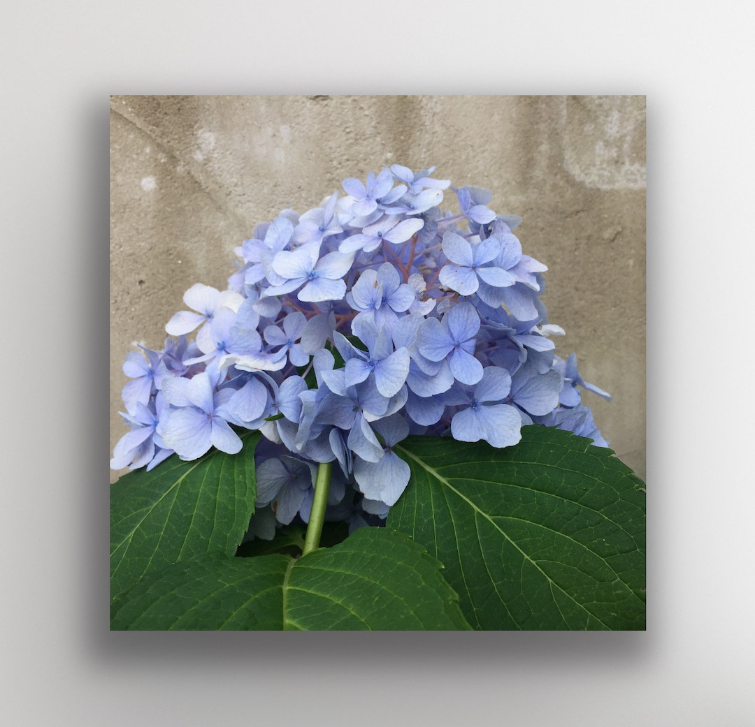 Nature Blossom Hydrangea Square Art Print in Light Blue - Etsy