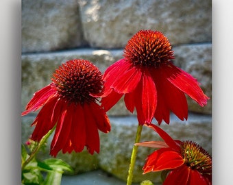 Impresión de naturaleza Cuadrado Coneflowers rojos Echinacea Foto