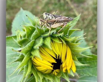 Grasshopper Couple Sunflower Photo Print on Square Paper