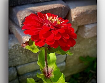 Red Zinnia in Front of Rock Wall Square Photo Print
