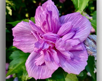 Light Pink Hibiscus Square Art Print Nature Photography