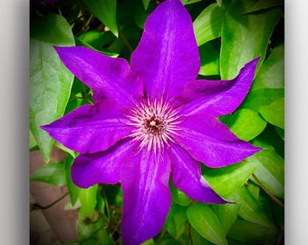 Vibrant Purple Clematis Wall Art Nature Photography Print