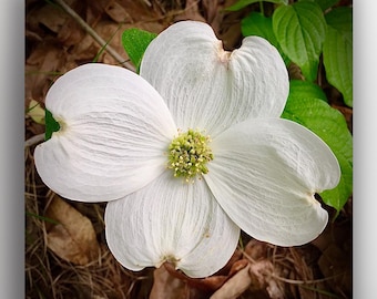 Dogwood Blossom Square Art Nature Wall Decor Print Christian Wild White